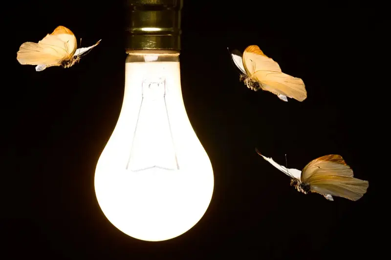 Butterflies fluttering around a glowing light bulb while considering if LED lights attract bugs - Do LED Lights Attract Bugs? - Vorlane