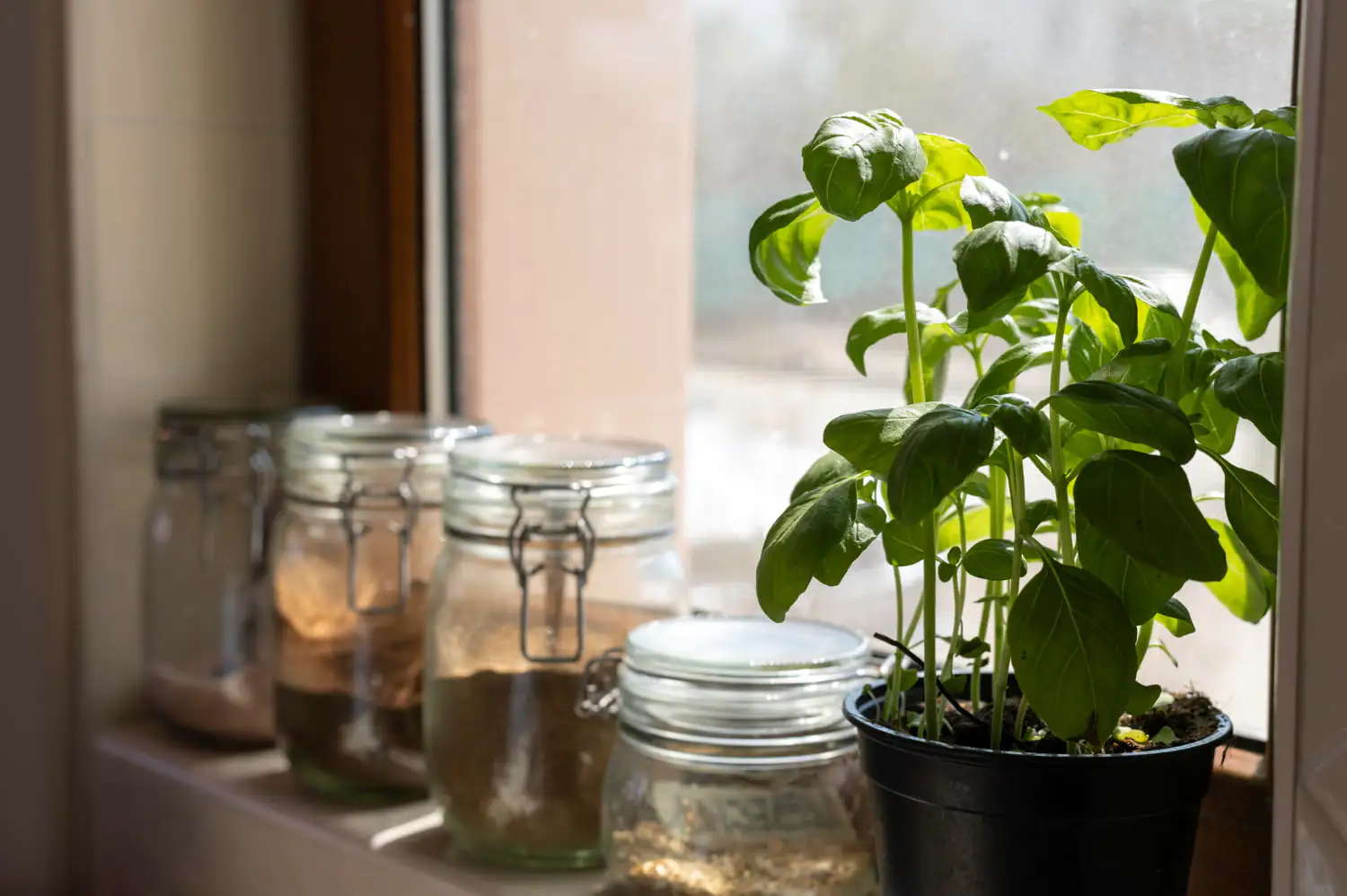 Sunlit basil plant thriving indoors demonstrating effective indoor plant lighting strategies - Indoor Plant Lighting 101 For Healthy, Thriving Plants - Vorlane